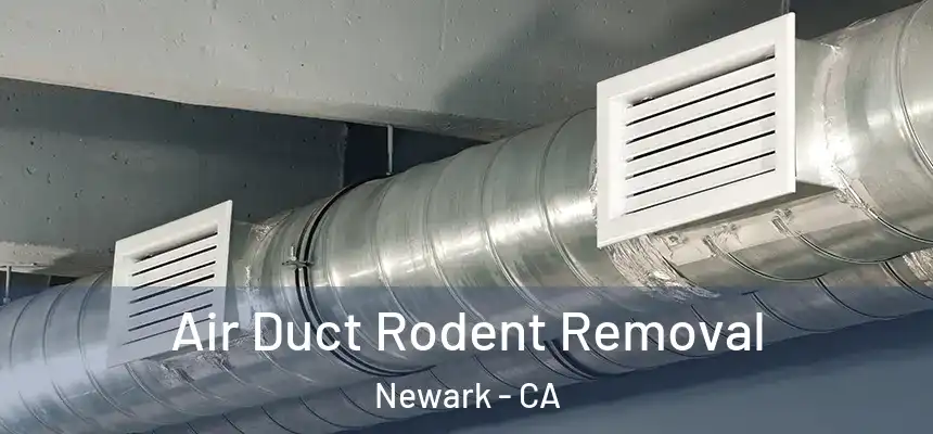 Air Duct Rodent Removal Newark - CA